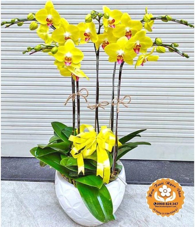 Chậu Lan Hồ Điệp Vàng - Khởi Đầu Thịnh Vượng